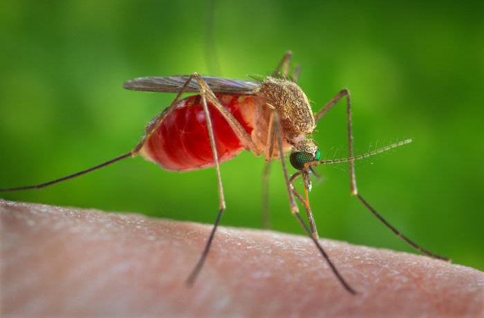Tips to help avoid West Nile Virus
